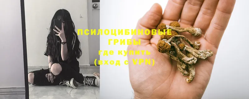 Галлюциногенные грибы Psilocybe  где купить наркоту  blacksprut как войти  Высоковск 