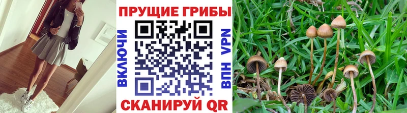 Псилоцибиновые грибы Cubensis  Высоковск 
